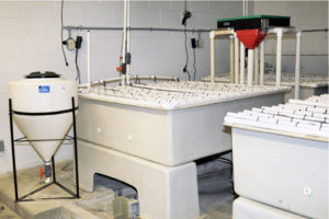 Shallow nursery system uses bioreactor concept for juvenile shrimp production