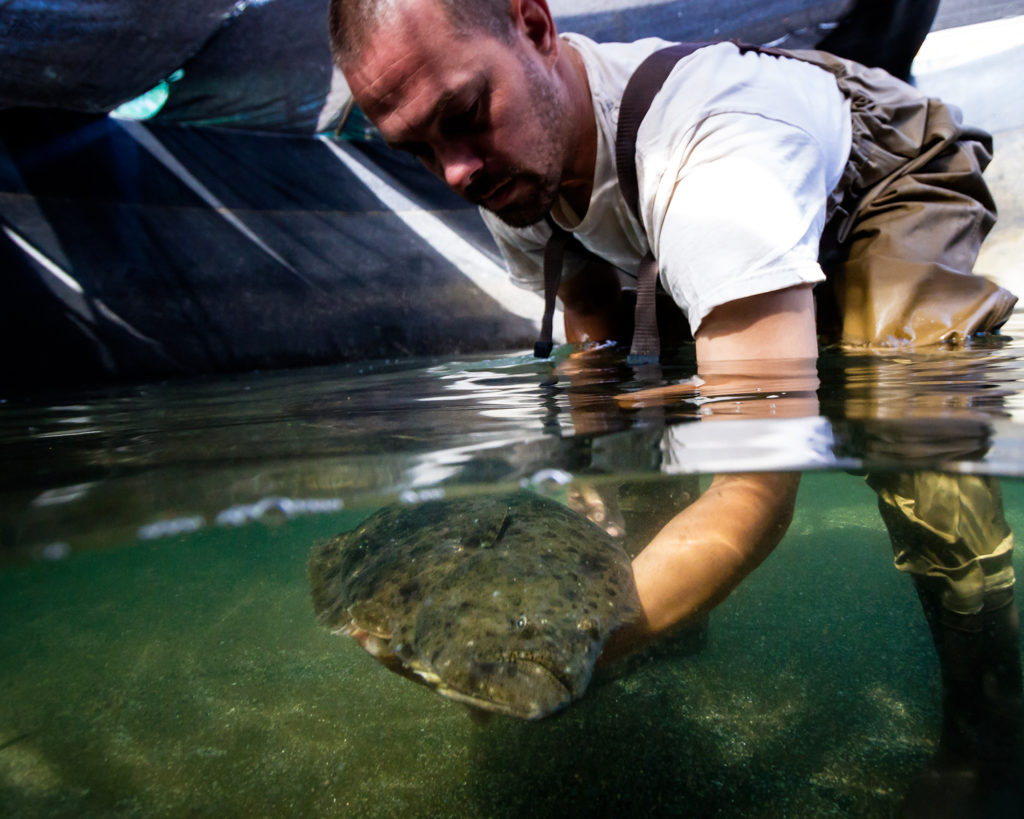 Article image for Research delves into enrichment of live feed for larval fish