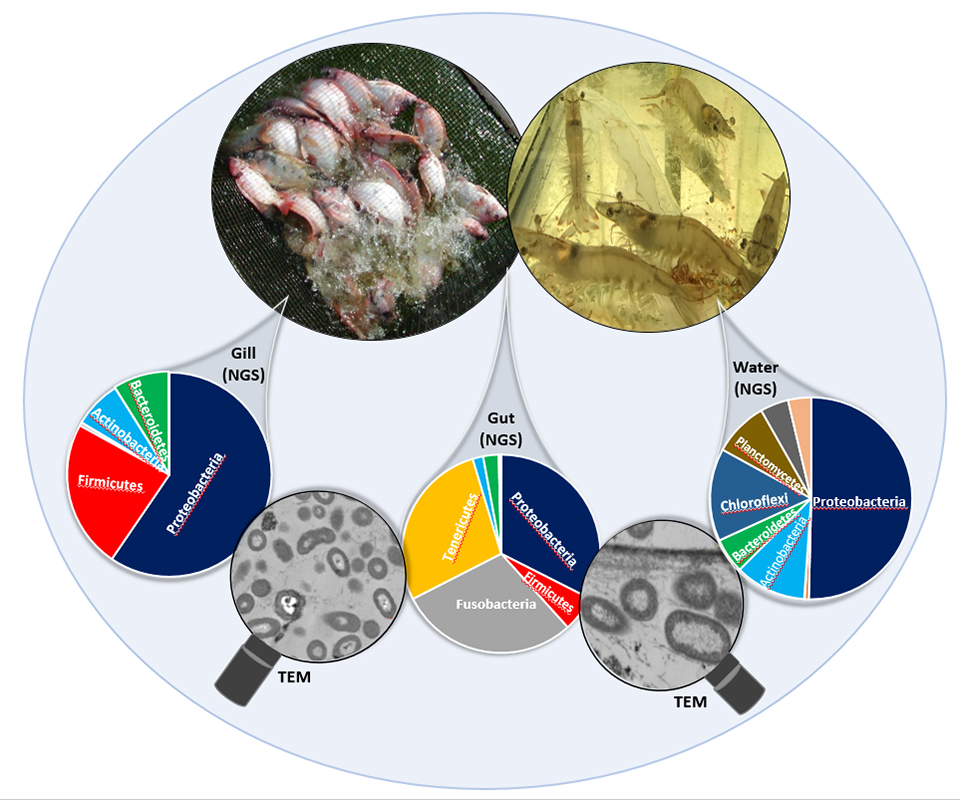 Article image for Small is big: Unlocking the hidden potential of microbes for aquaculture