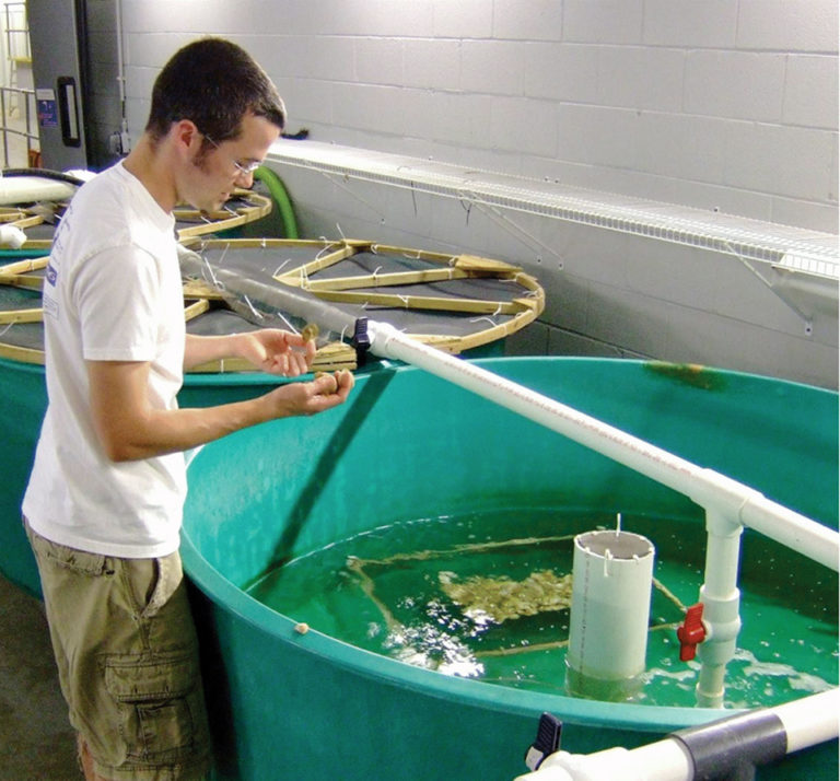 Article image for Oyster culture in recirculating systems