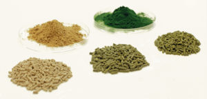 Chlorella