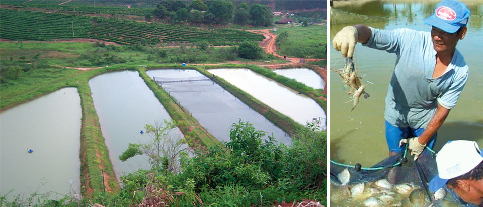 Article image for Freshwater prawn farming in Brazil