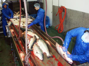 Aquaculture byproducts improve sustainability of seafood value chains