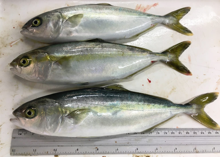 Article image for Long-chain PUFA requirements of juvenile California yellowtail