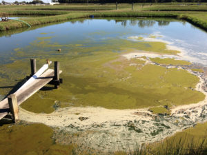 Removing cyanobacteria and associated toxins in aquaculture ponds