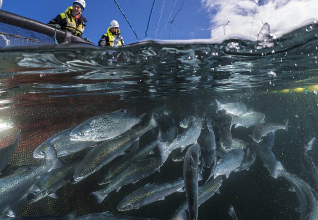 Article image for Can corn fuel aquaculture’s growth? Veramaris says yes