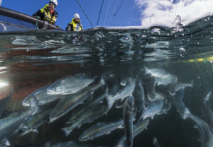 Atlantic salmon raised near the island Smøla close to Kristiansund, Norway