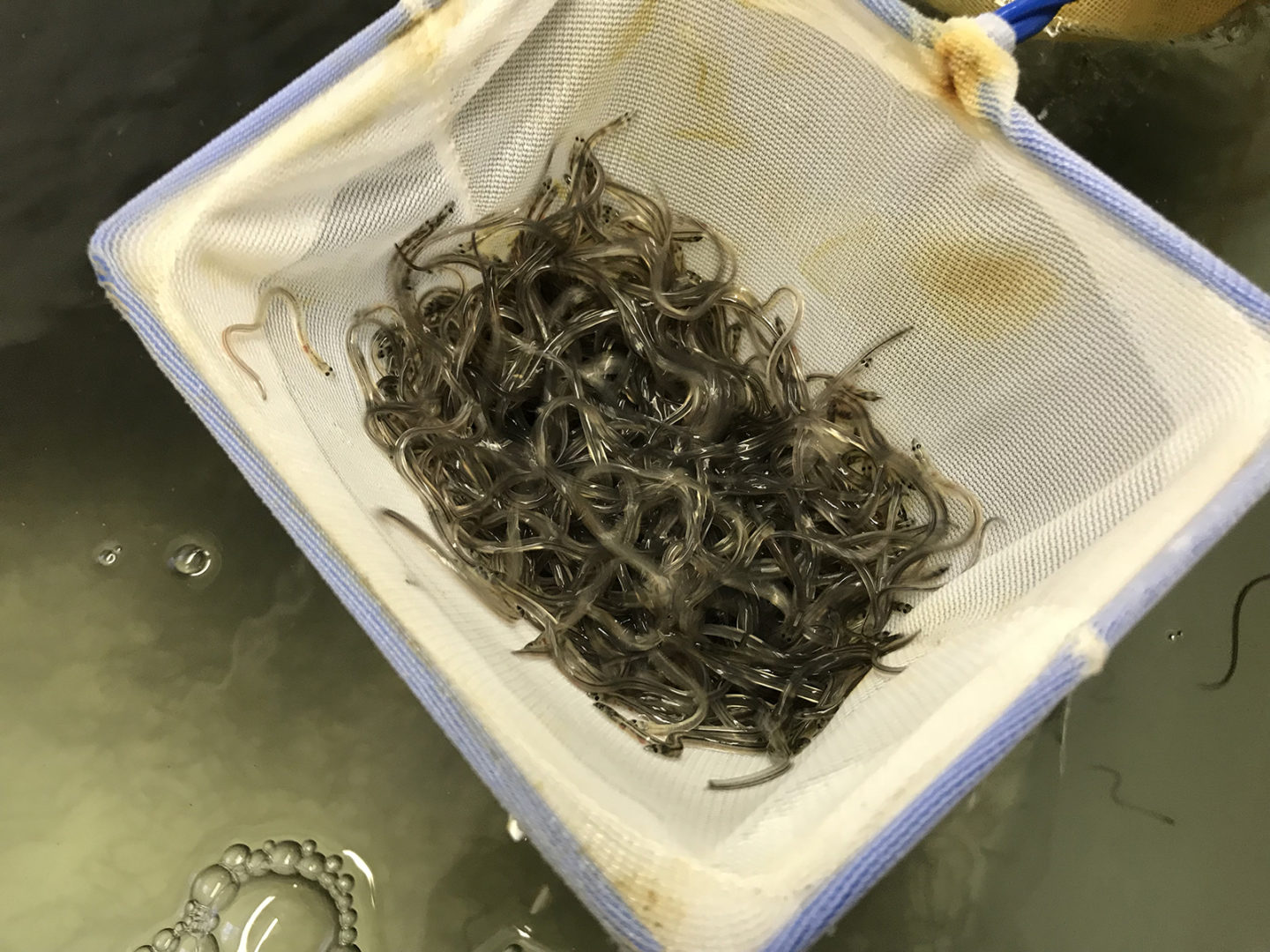 American Unagi brings eel farming back ‘home’ Responsible Seafood