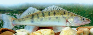 Pike perch