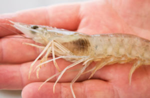 temporada de lluvias