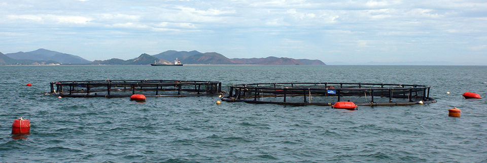 Article image for Marine fish farming in Vietnam