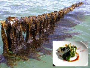 Seaweed aquaculture provides diversified products, key ecosystem functions, part 2