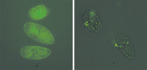 Ich parasite serves as vector to transmit bacteria to fish