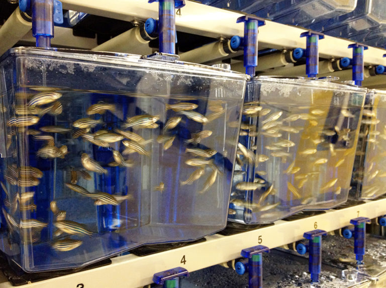 Article image for Children’s hospital Boston makes zebrafish feeding regime breakthrough