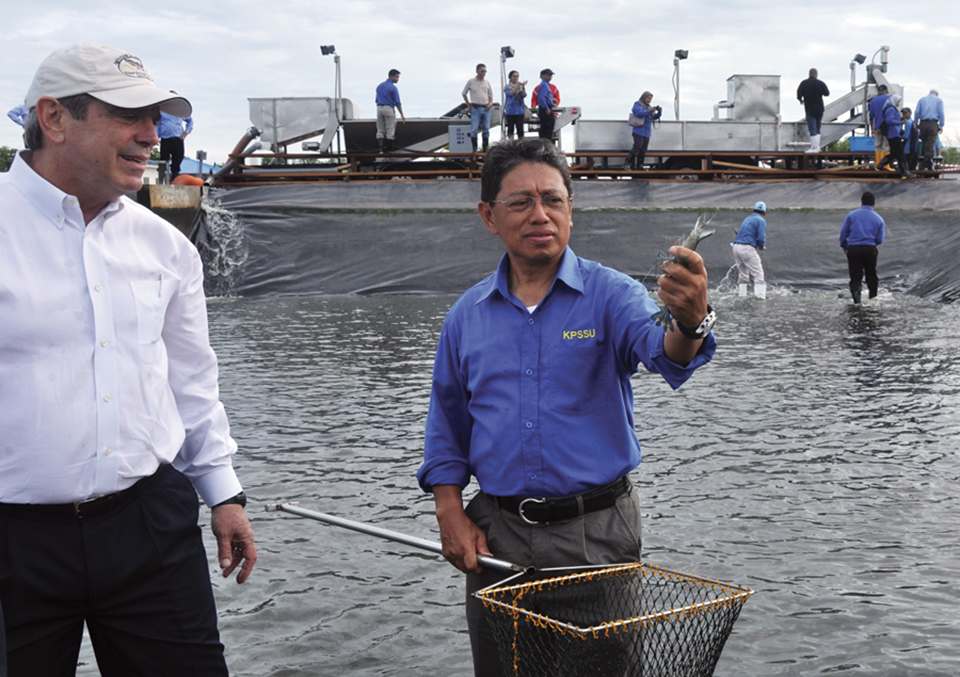 Article image for Brunei project develops technology for large black tiger shrimp production, part 1