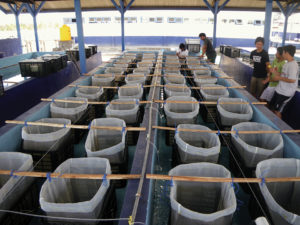 Lobster farming in Indonesia