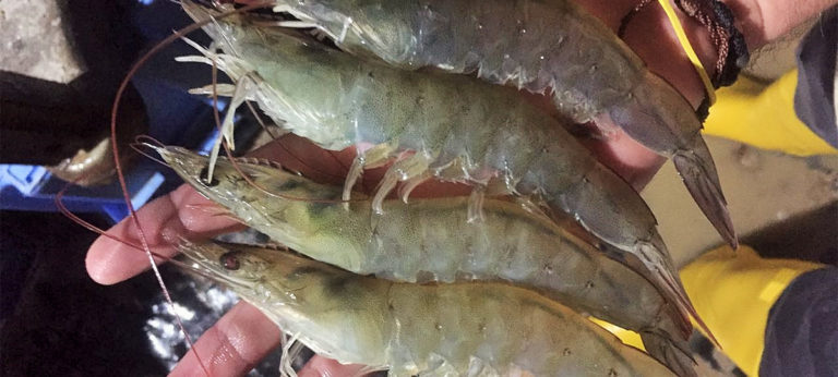 cultivo del camarón