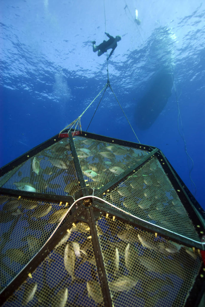 Velella project pioneers open ocean cage-farming technology ...