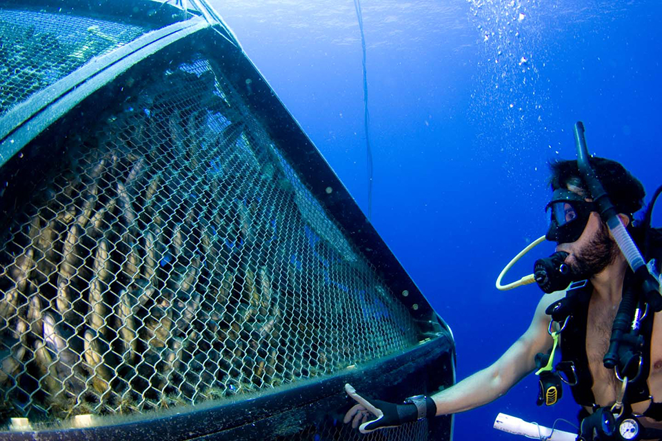 Article image for Velella project pioneers open ocean cage-farming technology