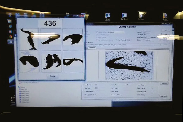 Article image for Optical counter provides accurate shrimp measurements