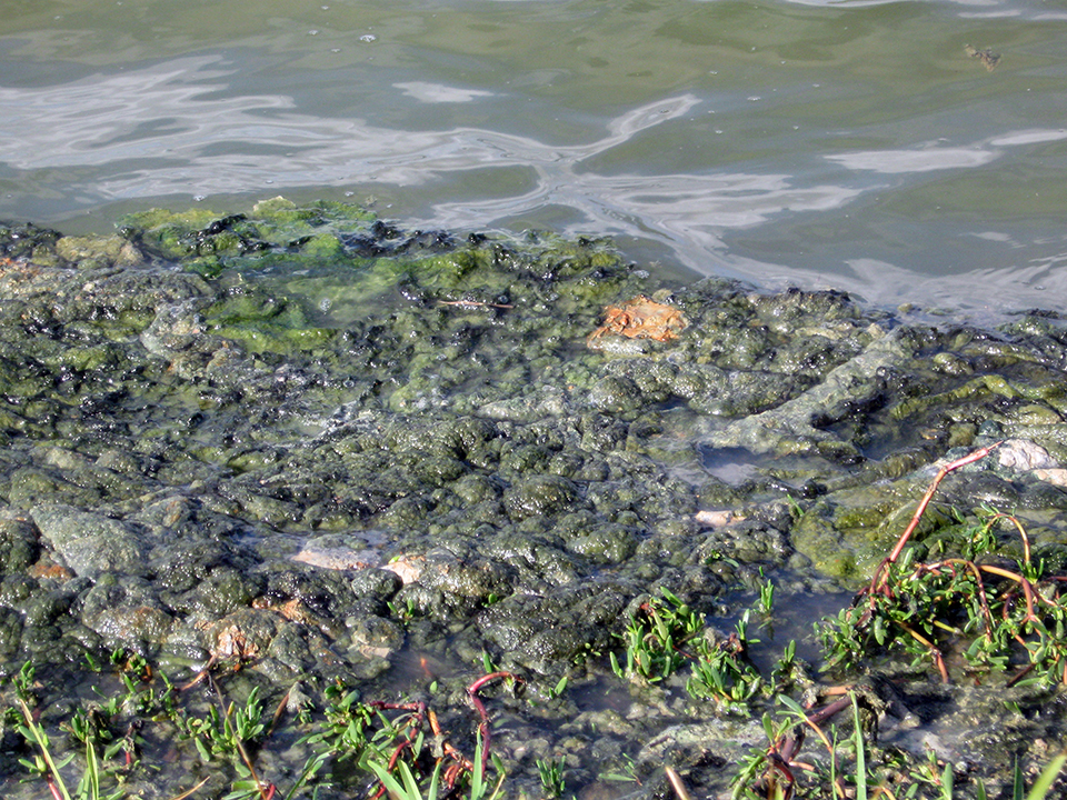 Article image for Blue-green algae pose toxic risks in shrimp, fish culture
