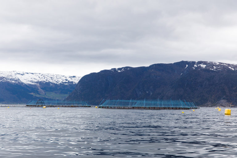 Article image for Land-use efficiency study puts aquaculture on a pedestal