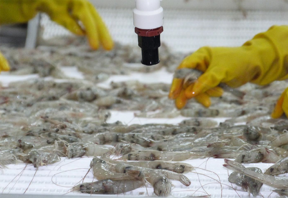 Article image for La industria de cultivo de camarón en Ecuador, parte 2