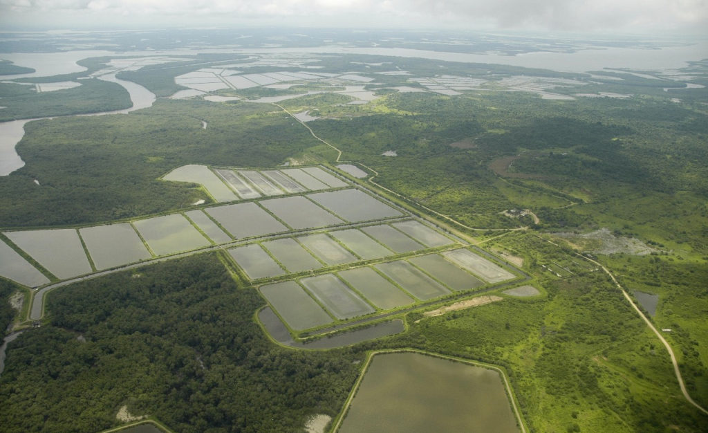 Article image for La industria de cultivo de camarón en Ecuador, parte 1