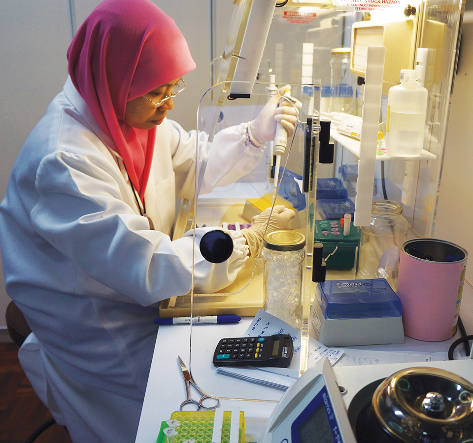 Article image for Brunei project develops technology for large black tiger shrimp production, part 2