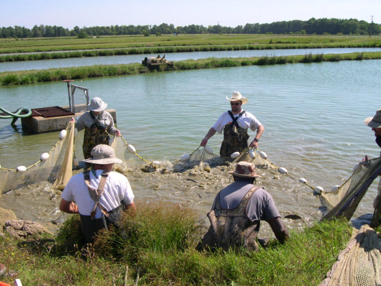 Article image for Reducing digestible protein in pond production of hybrid striped bass