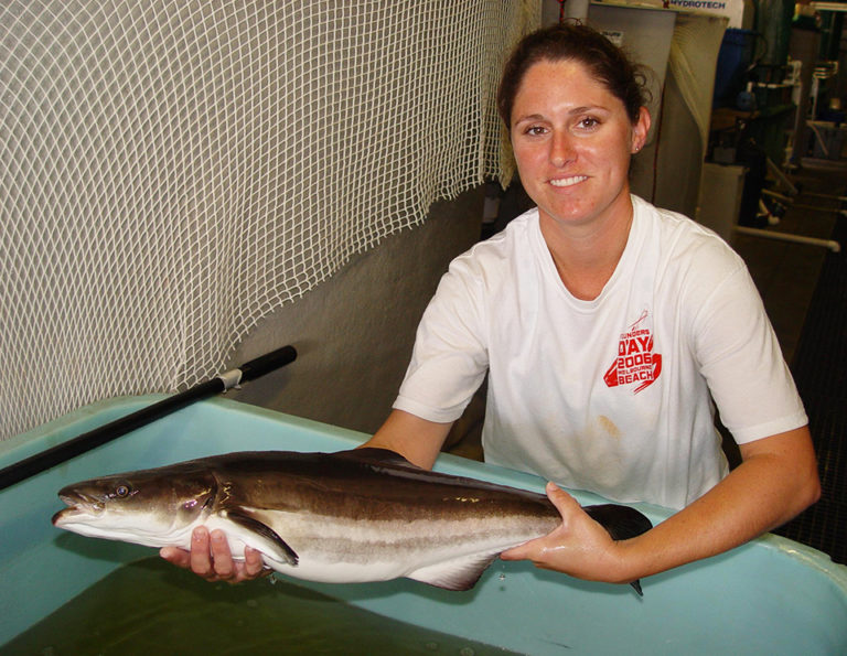 Article image for Trial finds biomass harvest of cobia unaffected by stocking density in RAS