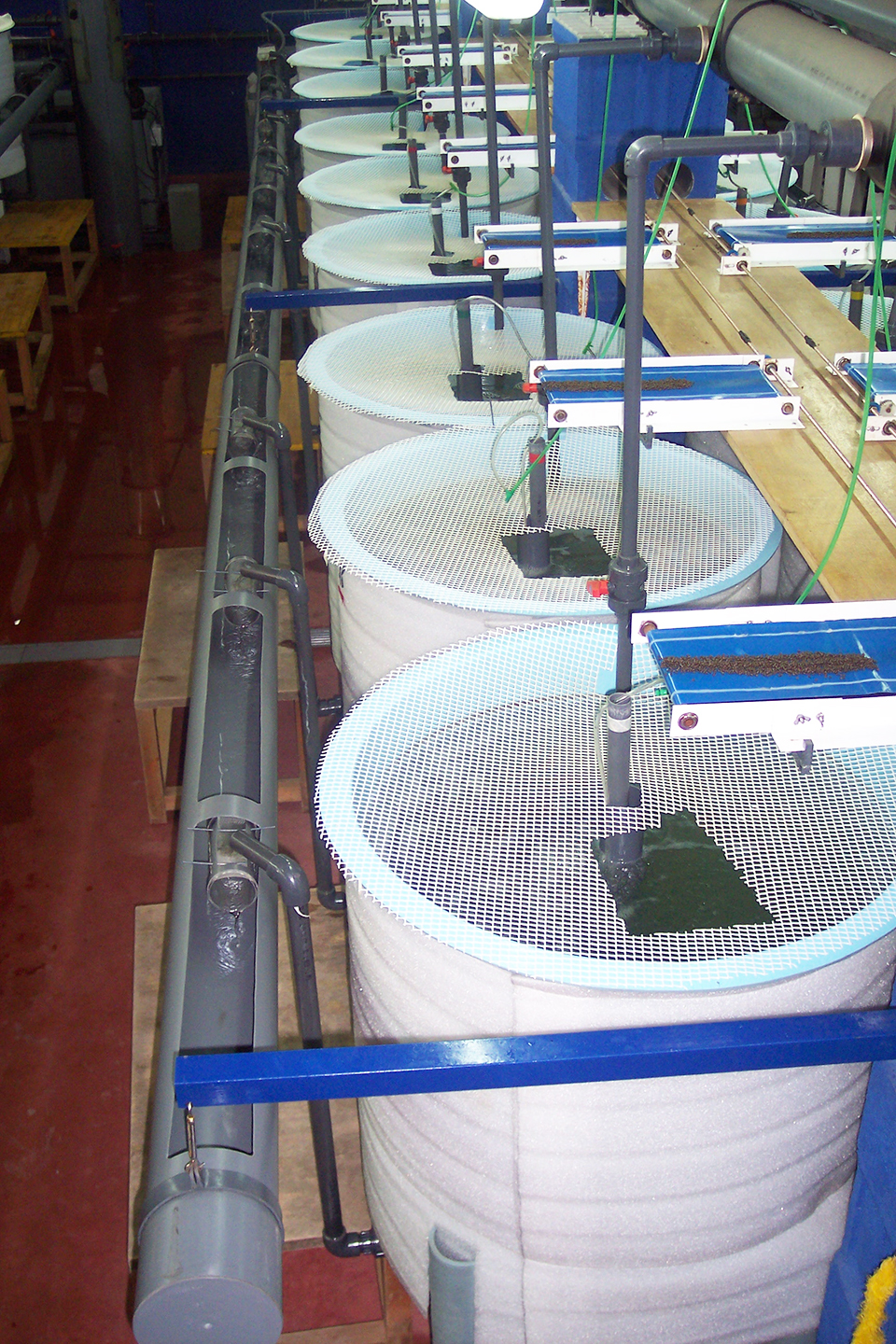 Practical feeds without fishmeal suitable for gilthead sea bream