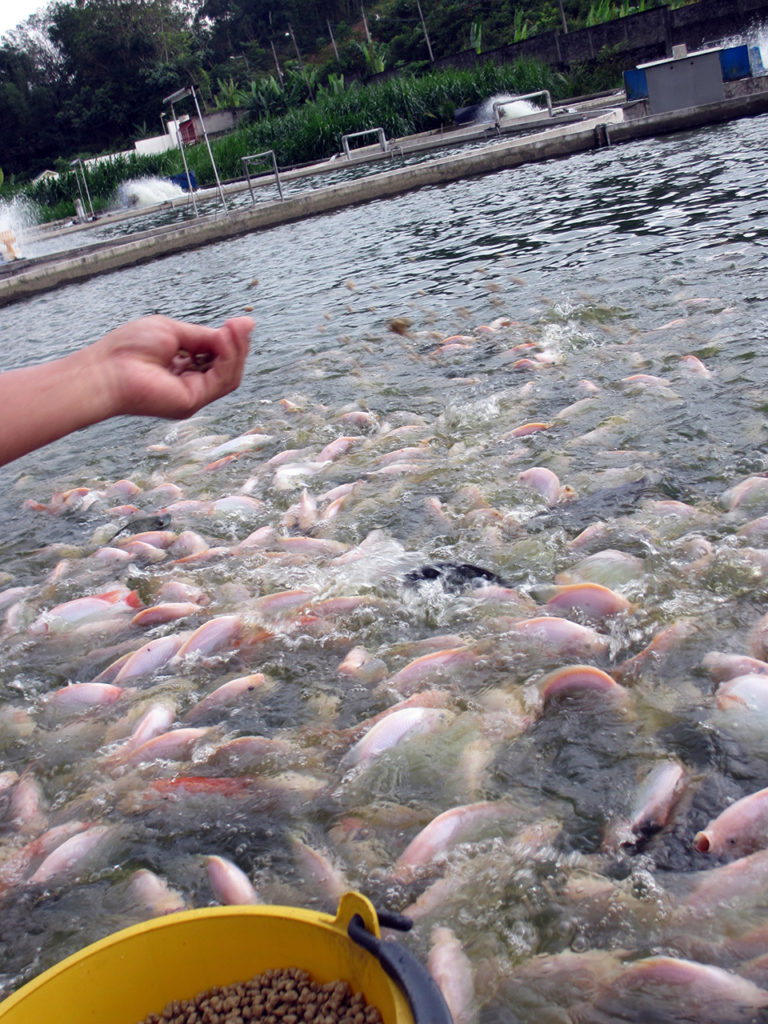 Article image for Finishing diet strikes balance between feeding costs, tilapia fillet quality