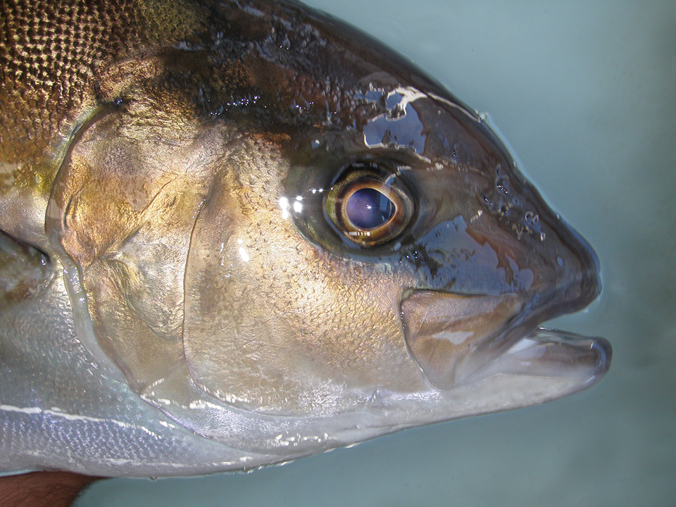 Article image for Advances in yellowtail larval rearing