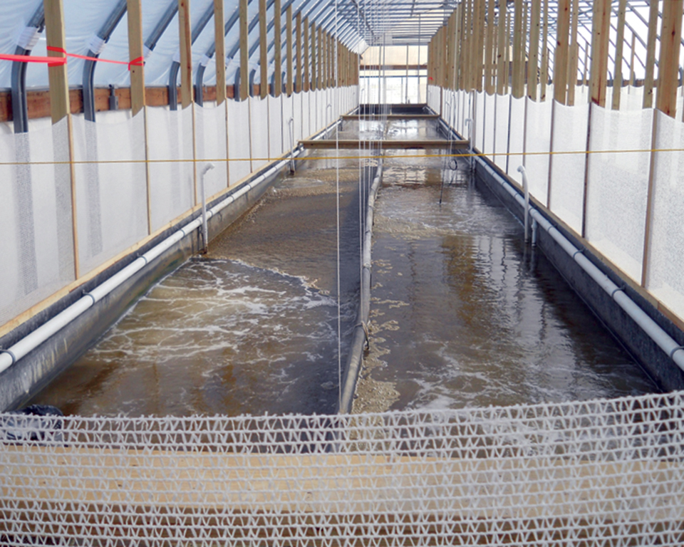 Texas research advances water treatment methods for intensive biofloc ...