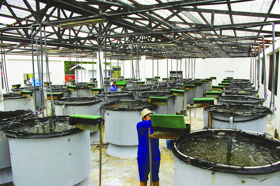 Article image for Brunei project develops technology for large black tiger shrimp production, part 4