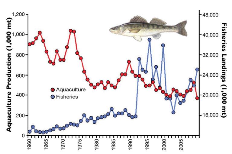 Article image for Pike perch in recirculation aquaculture