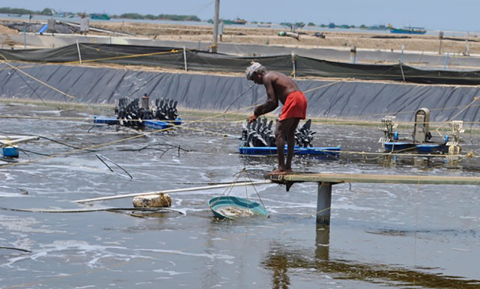 Article image for Si está roto, arréglenlo: Empresa emergente toma la industria del camarón en India