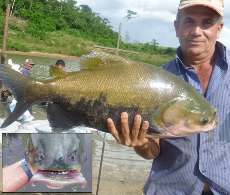 Article image for Aquaculture of Amazon fish in Latin America