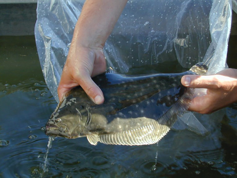 Article image for Southern flounder culture at Texas Parks and Wildlife Department