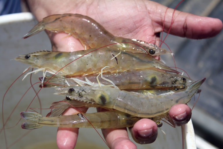 Article image for The Shrimp Book: Principal shrimp infectious diseases, diagnosis and management