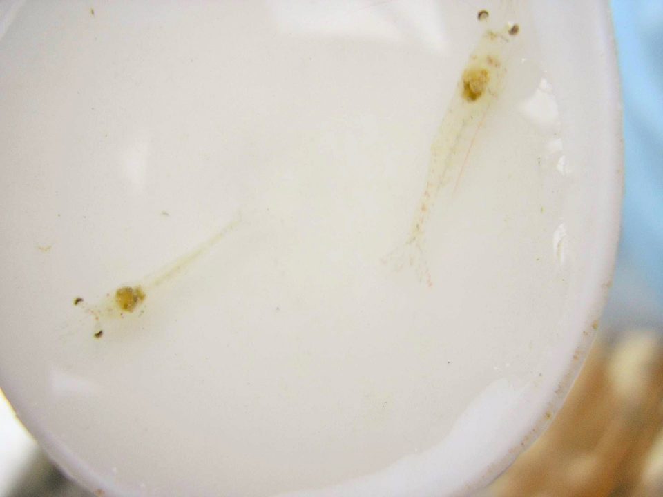 Camarón afectado PL con tripas vacías y HP pálidos.