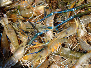 freshwater prawns