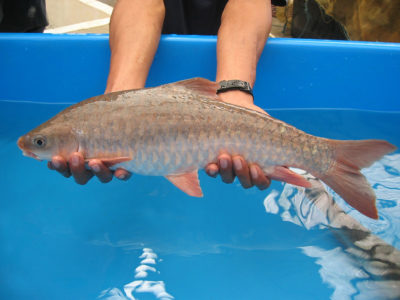 Masear Fish Malaysian mahseer: New candidate for Asian aquaculture? - Responsible ...