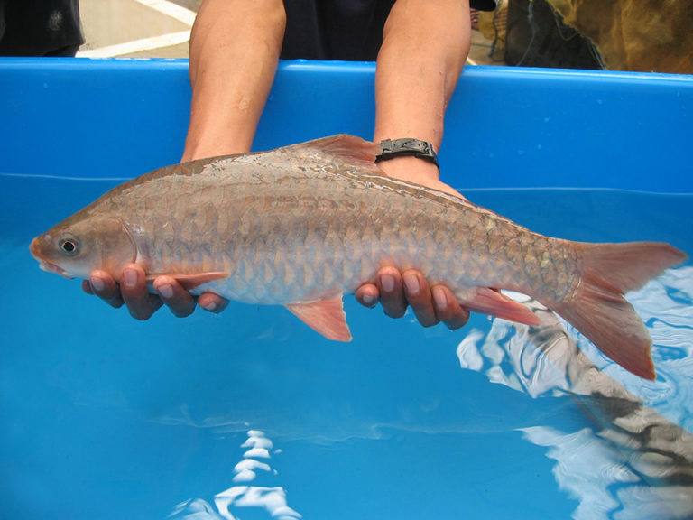 Article image for Malaysian mahseer: New candidate for Asian aquaculture?