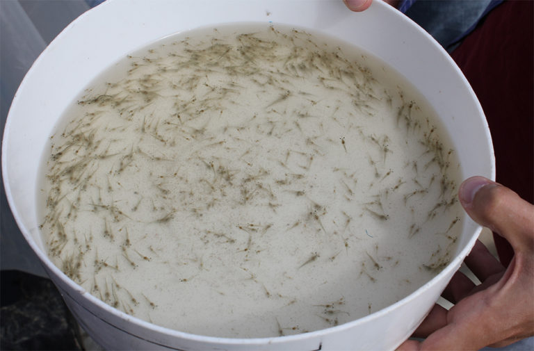 Article image for Evaluating commercial probiotic for juvenile Pacific white shrimp