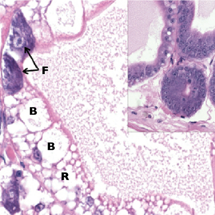 Article image for Early Mortality Syndrome affects shrimp in Asia