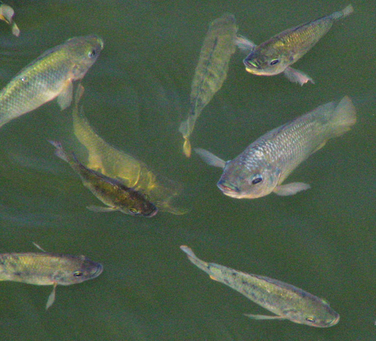 Article image for Dietary potassium diformate improves growth performance of male Nile tilapia