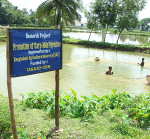 The research on varied fish species in polyculture was conducted with the participation of farmers guided by the Bangladesh Agricultural University partners.