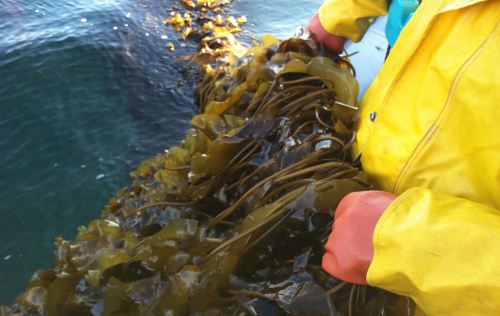 Article image for Lean and green, what’s not to love about seaweed?